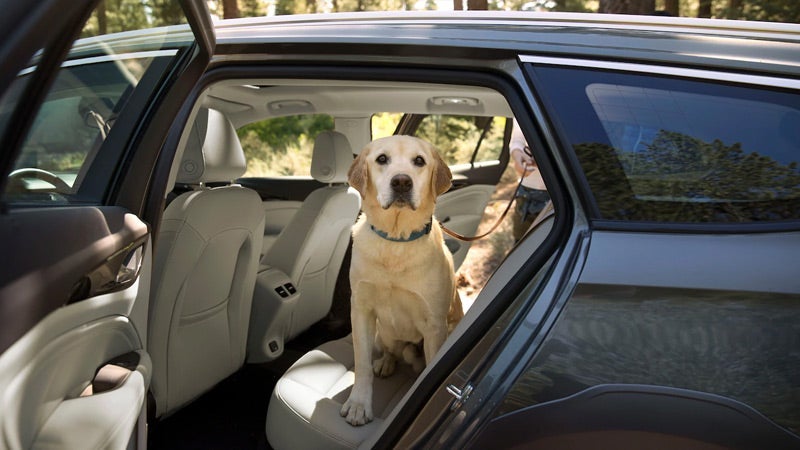 buick car with dog photo